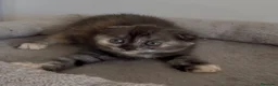 Scottish gatti in vendita: Scottish fold - Annuncio 12