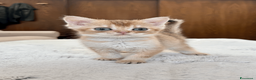 Scottish gatti in vendita: Cuccioli Scottish straight - Annuncio 3