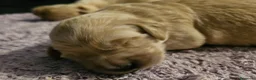 Golden Retriever cani in vendita: Cucciole Golden Retriever  - Annuncio 16