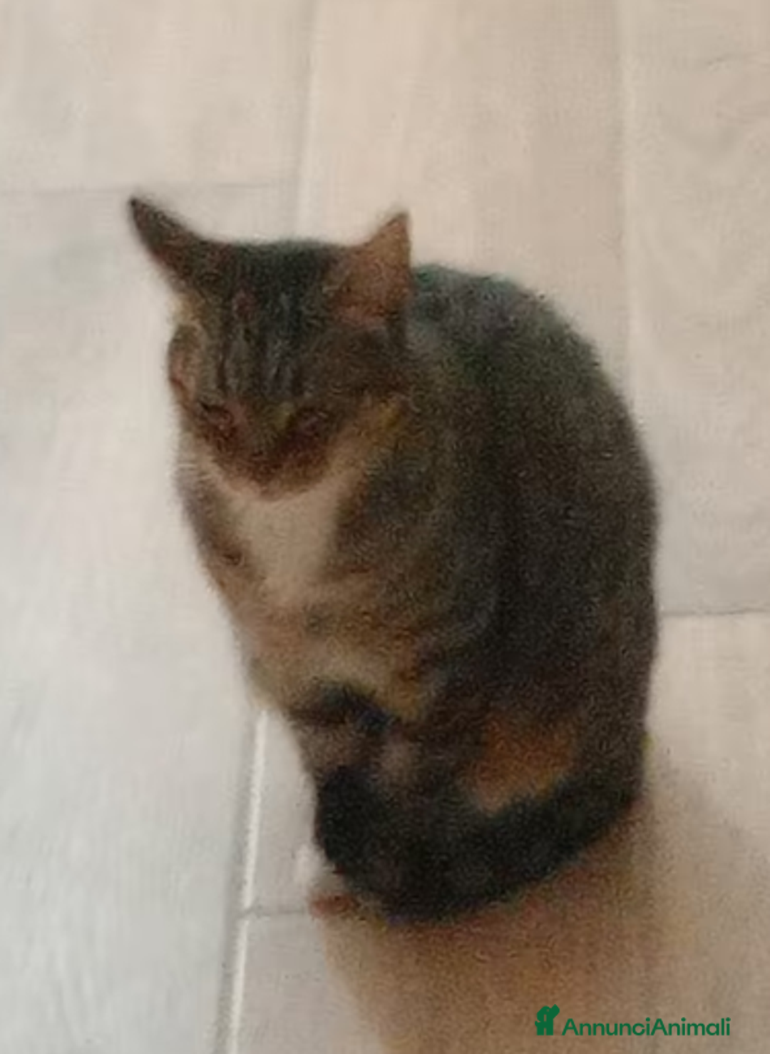 Europeo gatti in regalo: Gatta europea - Annuncio 2