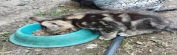 Europeo gatti in regalo: Piccola terry - Annuncio 3