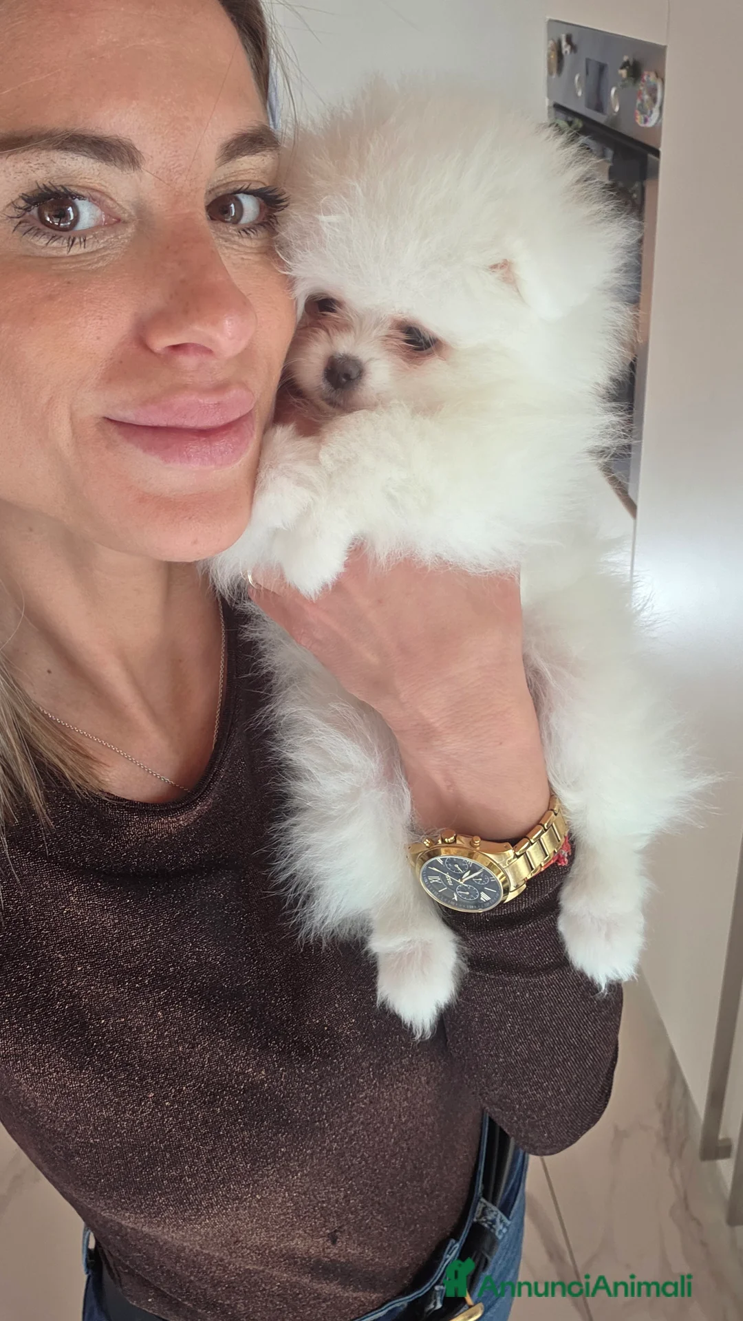 Volpino Pomerania cani in vendita: Volpini spitz di pomerania massimo 3 kili - Annuncio 2