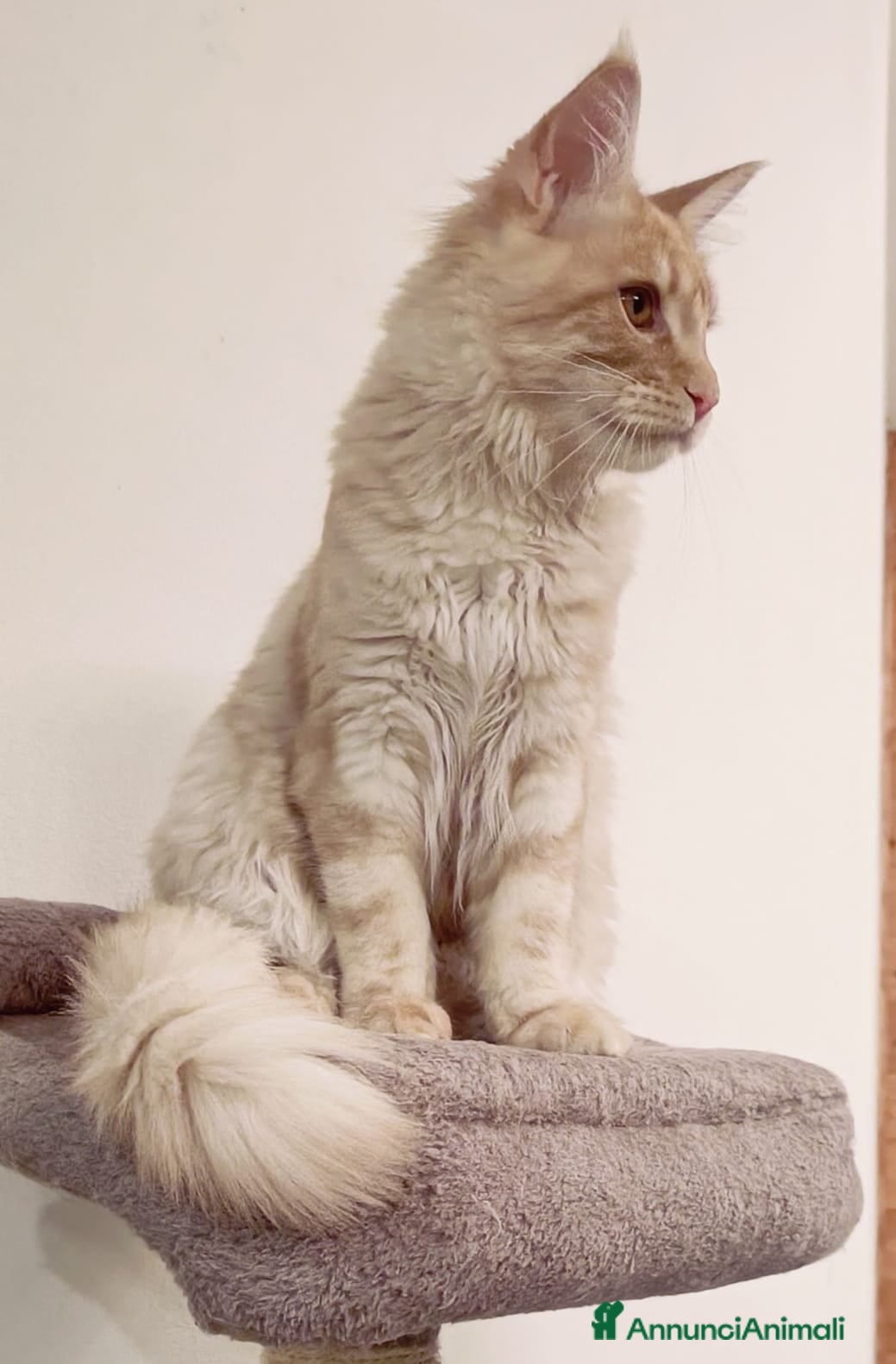 Maine Coon gatti Cucciolo Maine Coon pedigree ANFI  - Annuncio 11