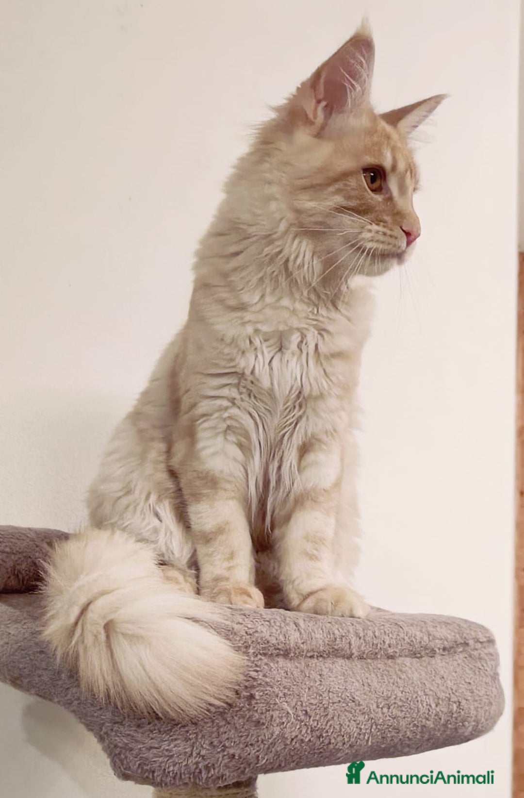 Maine Coon gatti in vendita: Cucciolo Maine Coon pedigree ANFI  - Annuncio 1