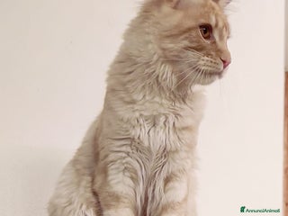 Maine Coon gatti Cucciolo Maine Coon pedigree ANFI - Annuncio 1