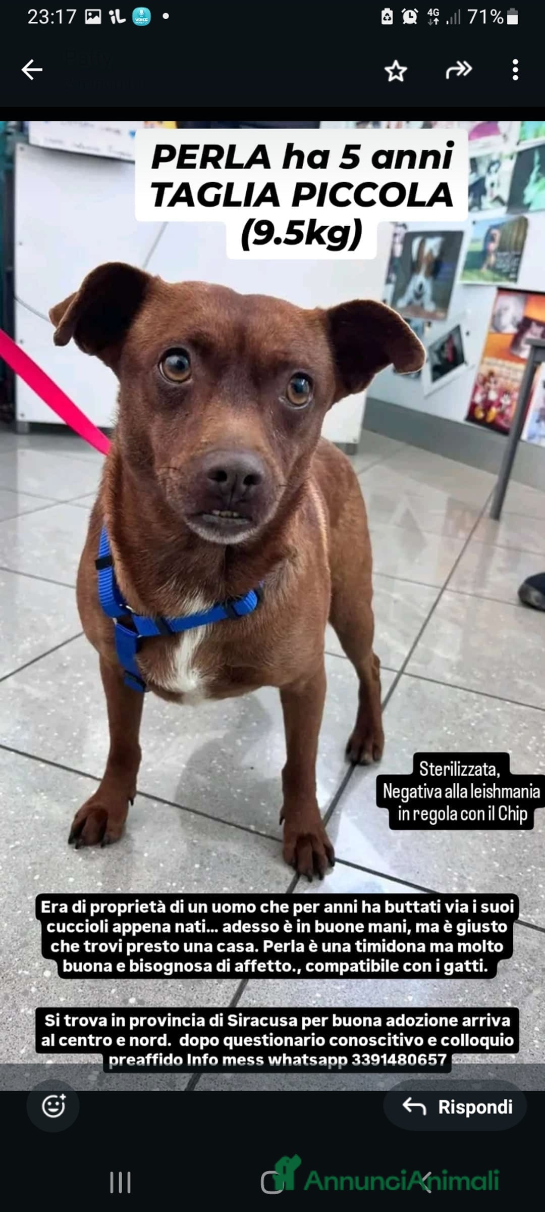 Meticcio cani in regalo: Perla 5anni kg9 marrone meravigliosa.SIRACUSA SOS  a Città metropolitana di Milano - Annuncio 1