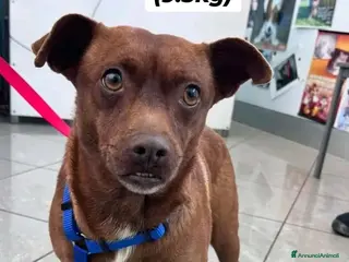 Meticcio cani Perla 5anni kg9 marrone meravigliosa.SIRACUSA SOS a Città metropolitana di Milano - Annuncio 10