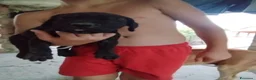 Cane Corso cani in vendita: Vendesi cuccioli cane corso Frosinone  - Annuncio 6