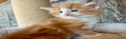 Norvegese gatti in vendita: cucciolo norvegese delle foreste - Annuncio 14