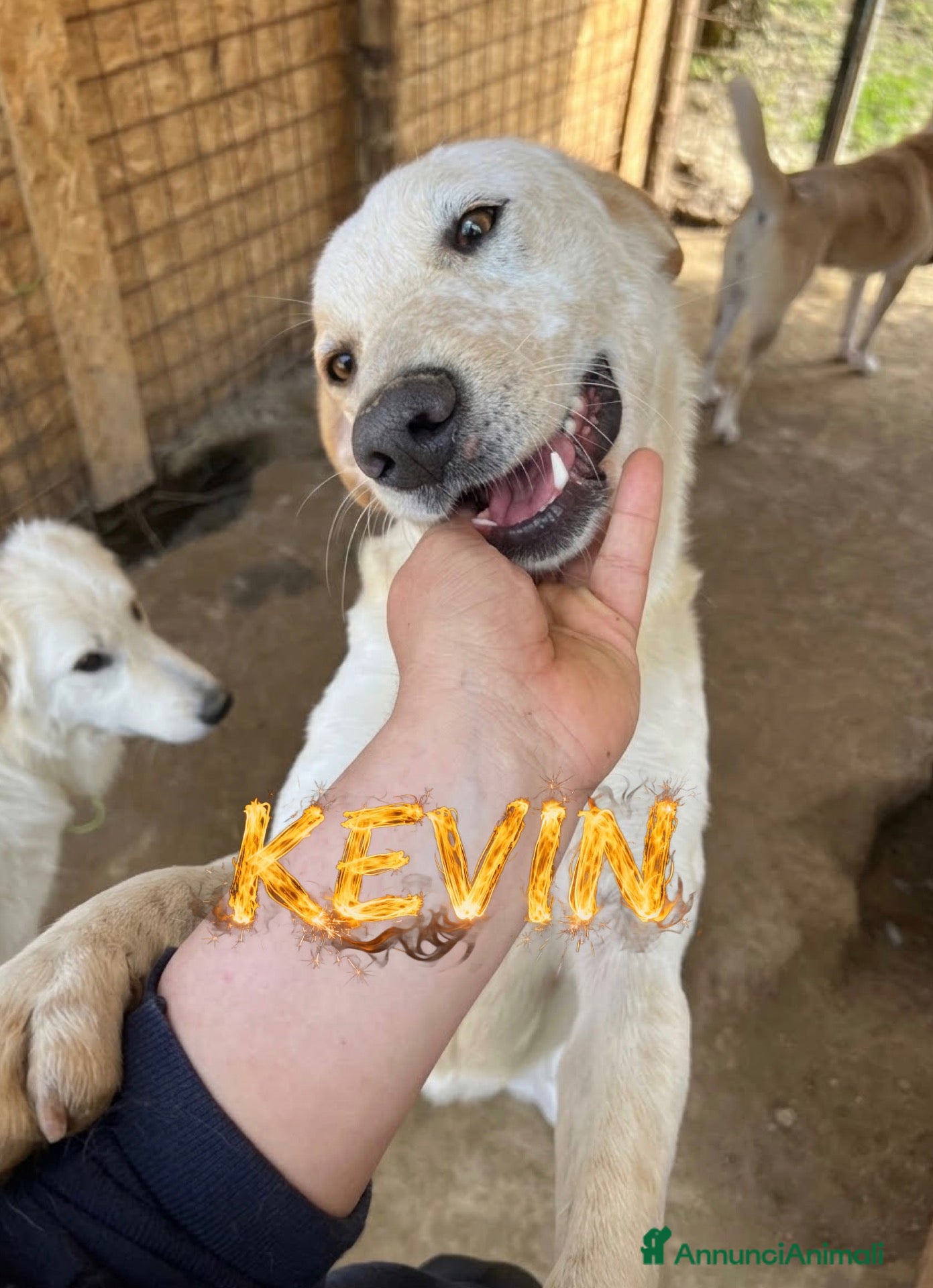 Meticcio cani Billy e Kevin - Annuncio 7