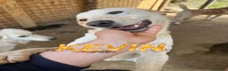 Meticcio cani in regalo: Billy e Kevin a Provincia di Isernia - Annuncio 1