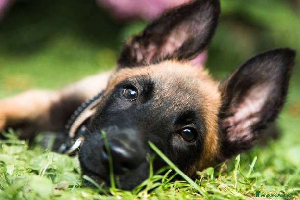 Pastore Belga cani Allevamento Pastore Belga Malinois in Italia a Provincia di Potenza - Annuncio 38