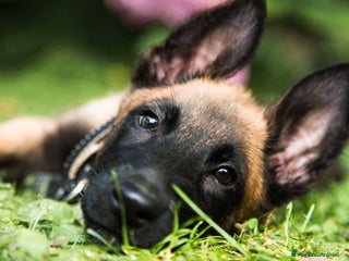 Pastore Belga cani Allevamento Pastore Belga Malinois in Italia a Provincia di Potenza - Annuncio 5
