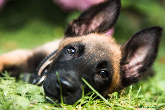 Pastore Belga cani a Provincia di Potenza - Annuncio 13