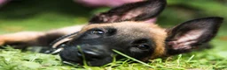 Pastore Belga cani in vendita: Allevamento Pastore Belga Malinois in Italia a Provincia di Potenza - Annuncio 1