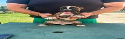 Boxer cani in vendita: Cuccioli di boxer - Annuncio 7