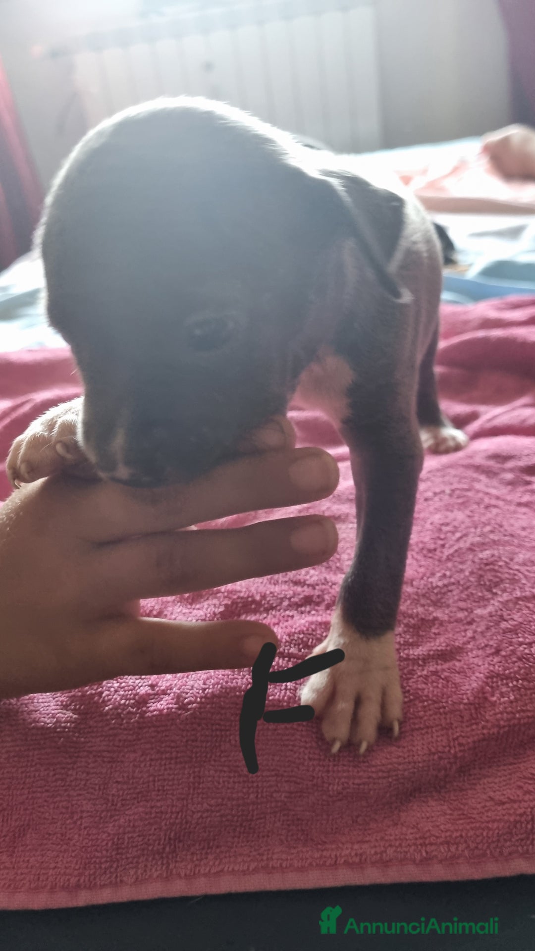 Pitbull cani in vendita: Cuccioli di pitbull a Città Metropolitana di Genova - Immagine 4