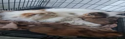 Persiano gatti in vendita: Gattine persiane con Pedigree ENFI - Annuncio 1