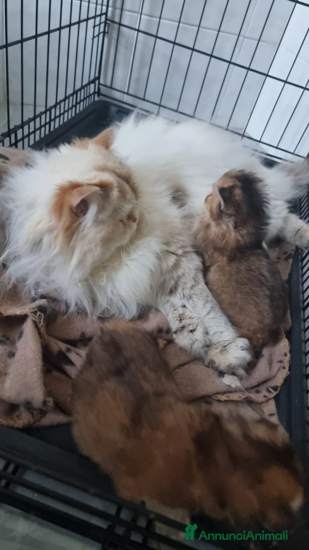 Persiano gatti in vendita: Gattine persiane con Pedigree ENFI - Annuncio 1