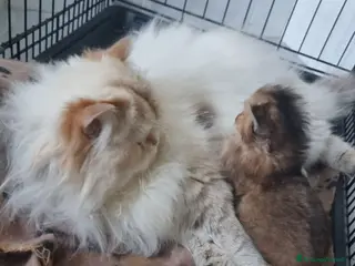 Persiano gatti Gattine persiane con Pedigree ENFI - Annuncio 17