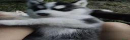 Husky cani in vendita: cuccioli di siberian husky  - Annuncio 3