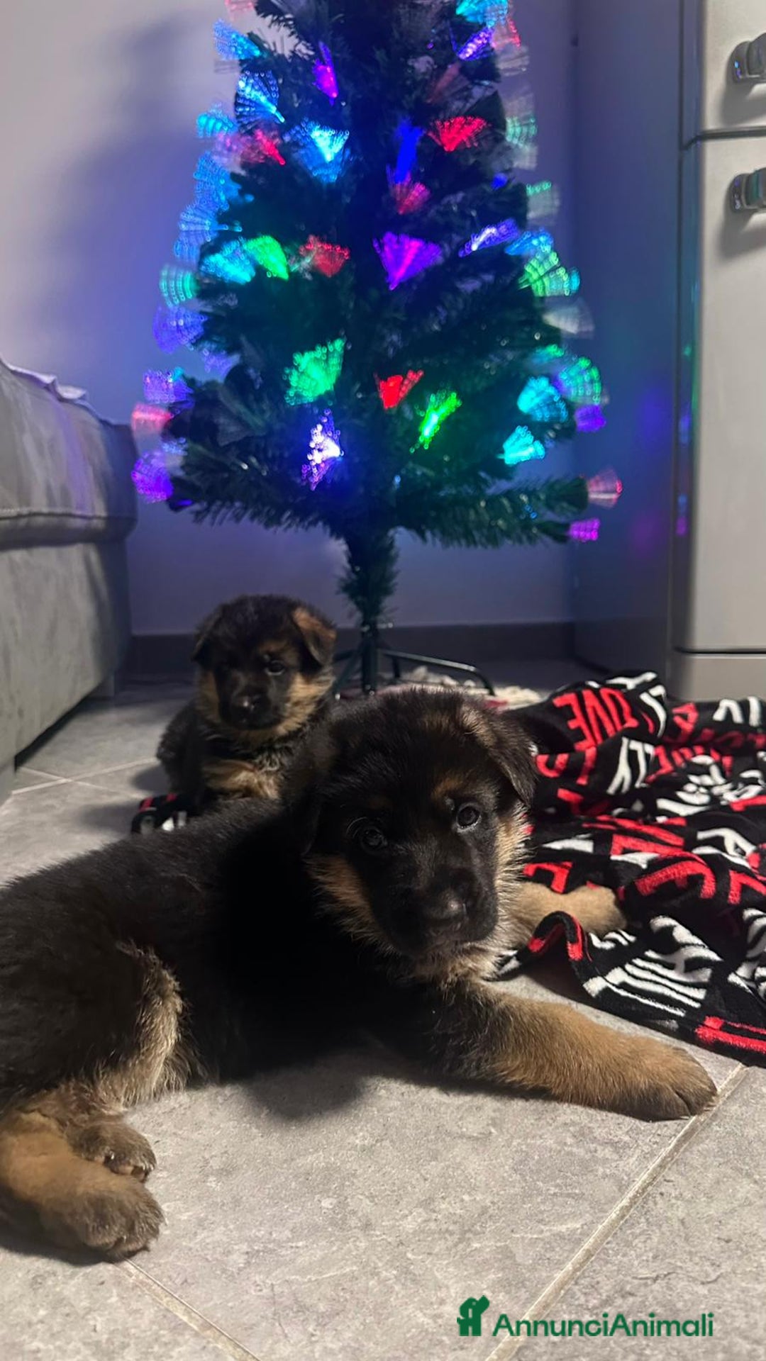 Pastore Tedesco cani in vendita: cuccioli di pastore tedesco - Annuncio 2