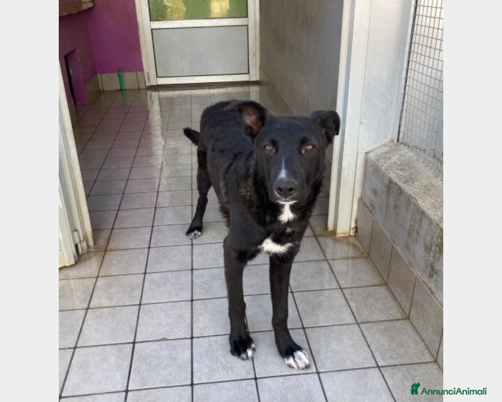 Meticcio cani OREO, cucciolone in cerca di famiglia a Roma - Annuncio 4