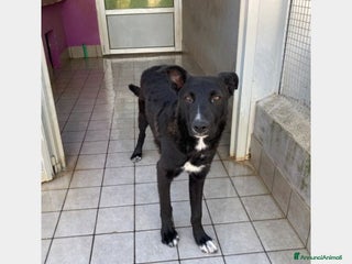 Meticcio cani OREO, cucciolone in cerca di famiglia a Roma - Annuncio 2
