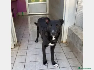 Meticcio cani OREO, cucciolone in cerca di famiglia a Roma - Annuncio 29