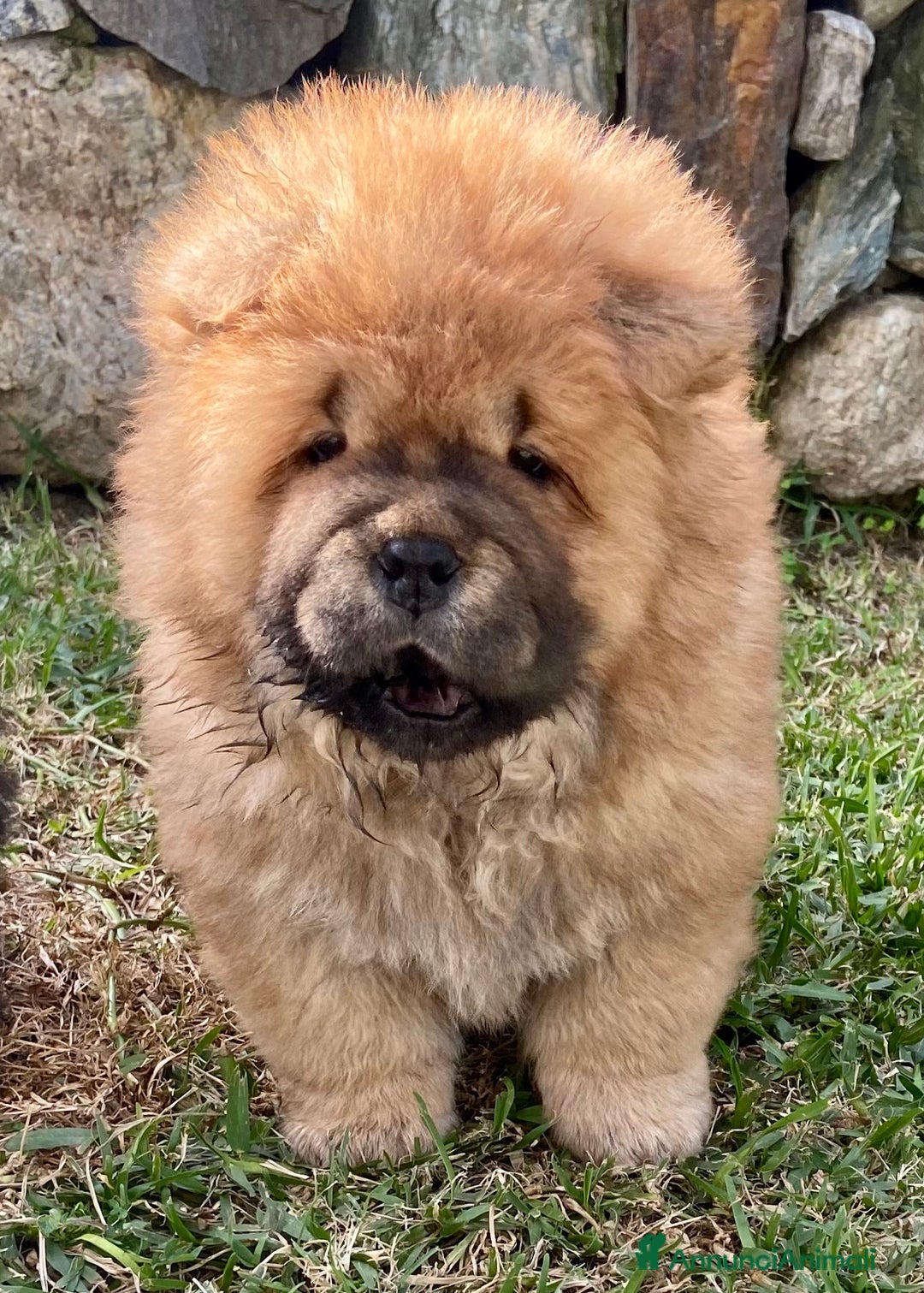 Chow Chow cani in vendita: Chow Chow Cucciole femmine nero e rosso  - Annuncio 6