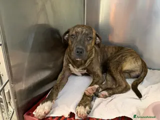 Meticcio cani Lucio tigrato entro 1anno finito in canile.CALABRI a Città Metropolitana di Milano - Annuncio 17