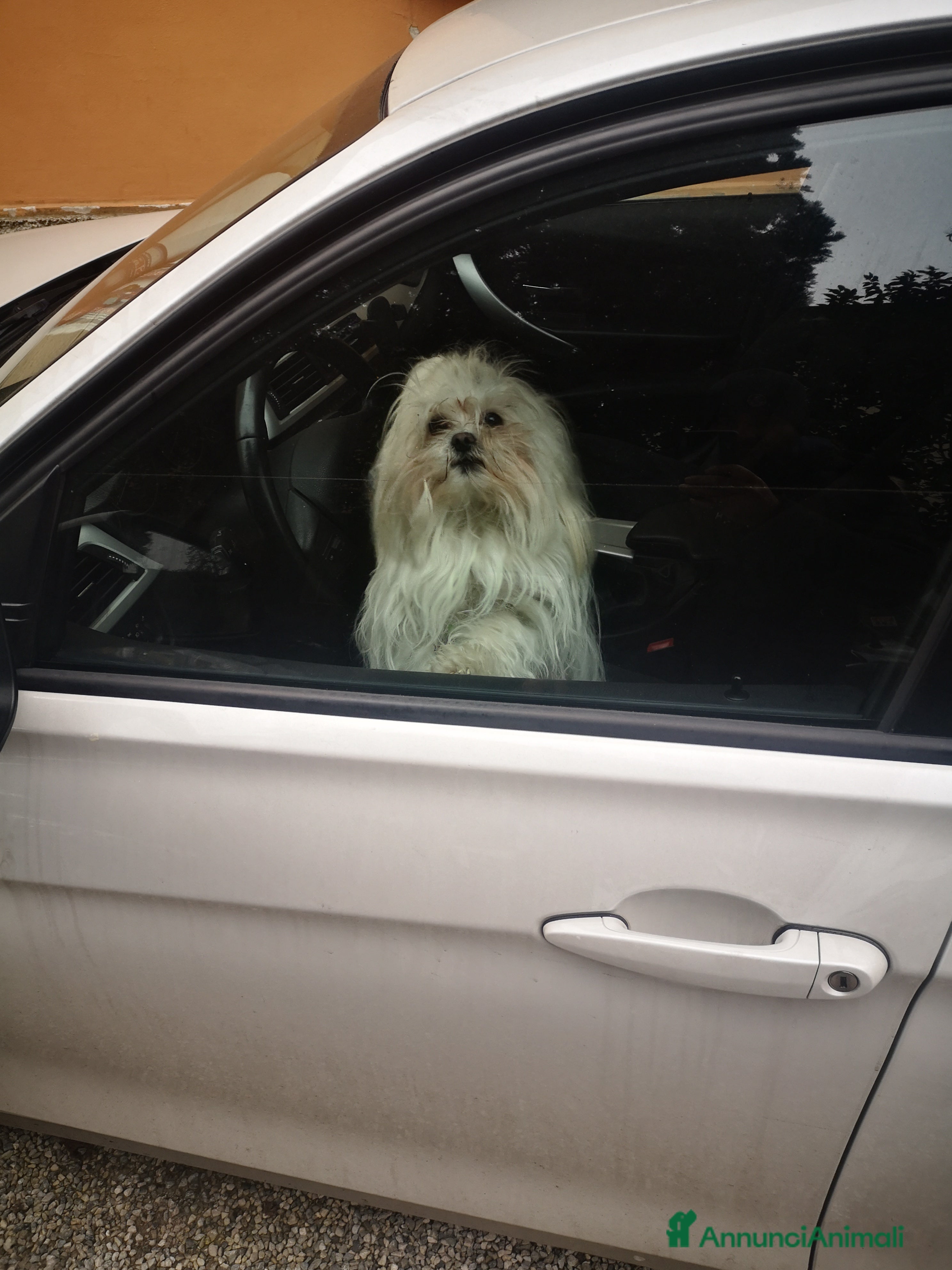 Maltese cani Maltese con pedigree Enci per accoppiamento  - Annuncio 2