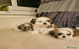 Shih Tzu cani in vendita: Cuccioli di Shih Tzu in vendita a Città metropolitana di Milano - Immagine 6