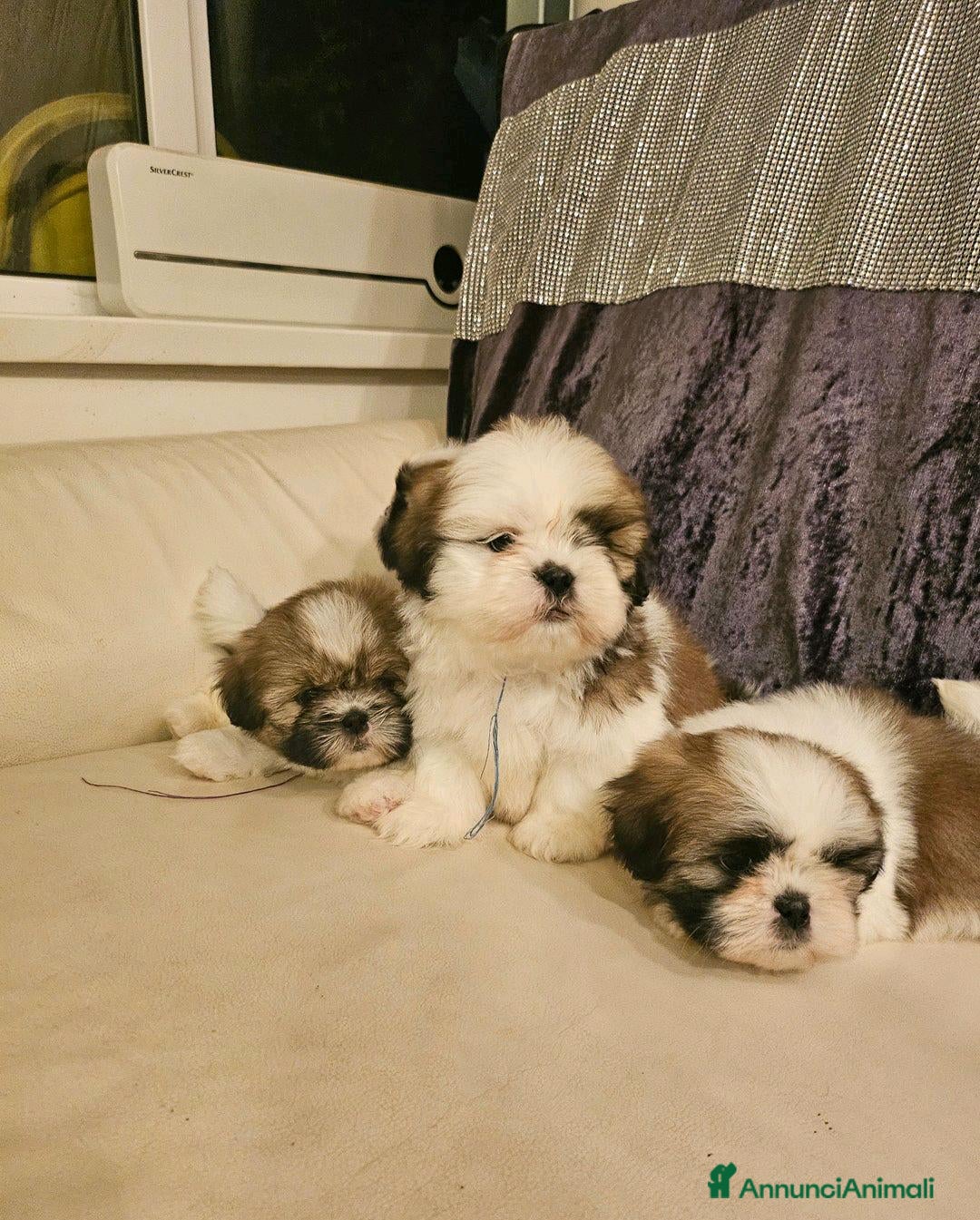 Shih Tzu cani in vendita: Cuccioli di Shih Tzu in vendita a Città metropolitana di Milano - Immagine 6