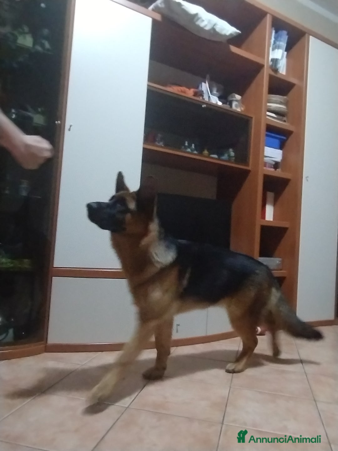 Pastore Tedesco cani in vendita: Pastore tedesco  - Annuncio 2