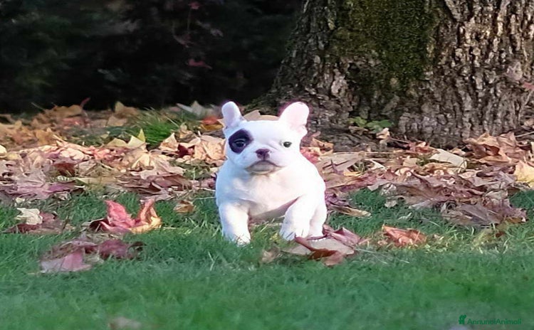 Bulldog Francese cani - Annuncio 9