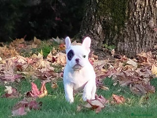 Bulldog Francese cani Cucciola di bulldog francese - Annuncio 11