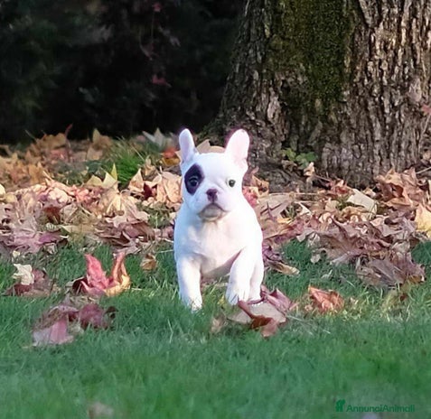 Bulldog Francese cani Cucciola di bulldog francese - Annuncio 1