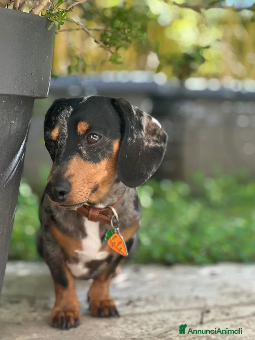 Bassotto cani per accoppiamento: Bassotto Kaninchen Arlecchino Accoppiamento - Annuncio 2