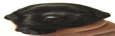 Collarino celeste 