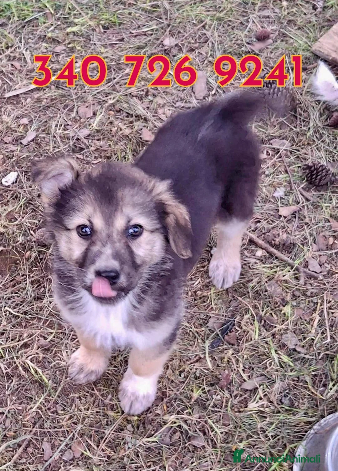 Meticcio cani in regalo: LEDA 🩷 - cucciola. Un capolavoro. Un grande amore - Annuncio 2