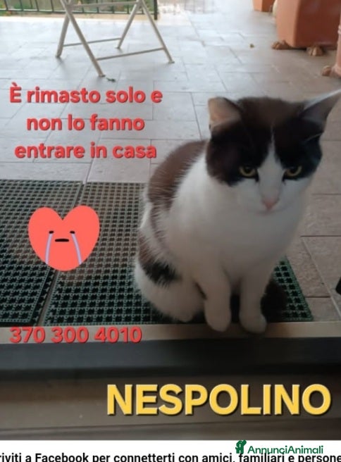 Europeo gatti Micio 7mesi non lo fanno entrare in casa.ROMA SOS a Città metropolitana di Milano - Annuncio 16