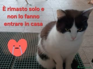Europeo gatti Micio 7mesi non lo fanno entrare in casa.ROMA SOS a Città metropolitana di Milano - Annuncio 16