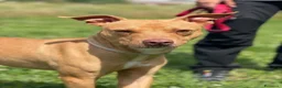 Meticcio cani in regalo: CARLETTO PIT BULLINO - Annuncio 11