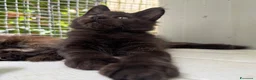 Maine Coon gatti in vendita: Maschietto nero di maine coon (Black Velvet) - Annuncio 7