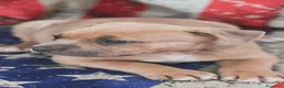 American Staffordshire cani in vendita: Amstaff cuccioli Blu Fawn  - Annuncio 4