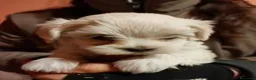 Maltese cani in vendita: Cuccioli maltese con pedigree - Annuncio 3