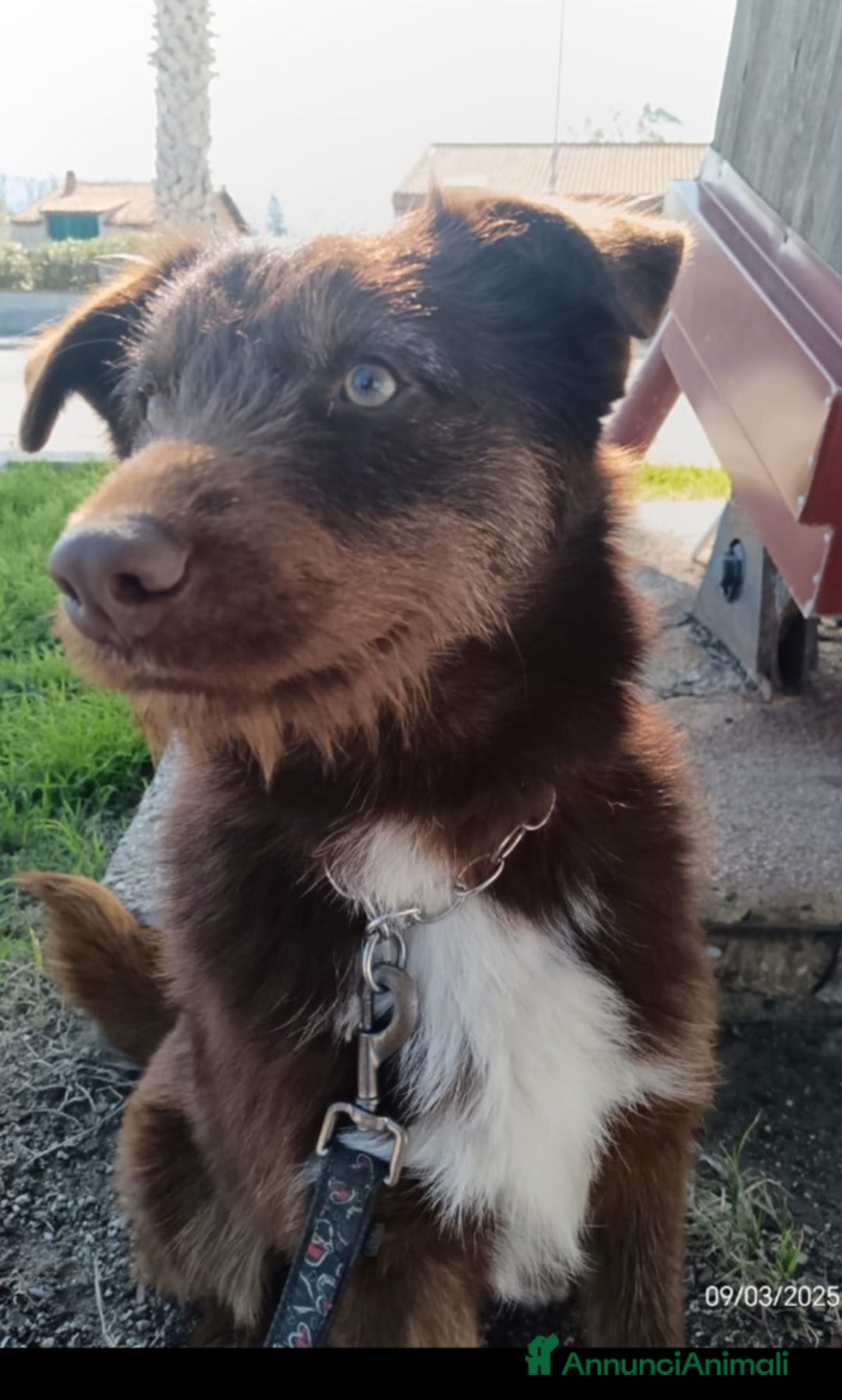 Meticcio cani in regalo: Ciro 2anni marrone fulvo occhi ambra splendido!SUD a Città metropolitana di Milano - Annuncio 6