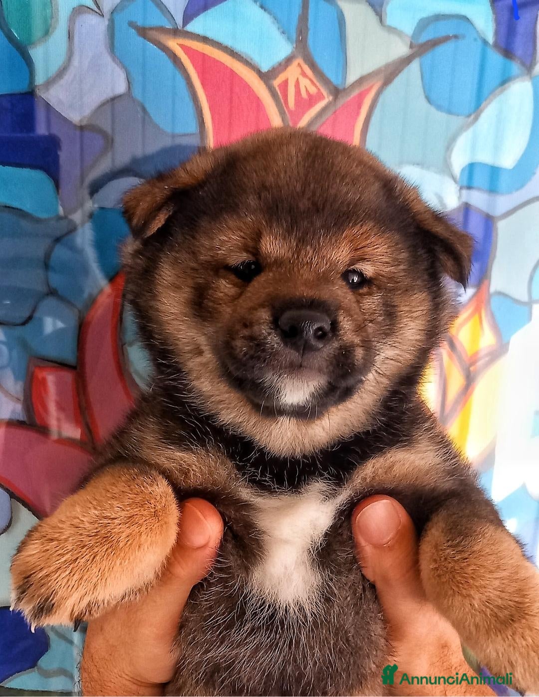 Shiba Inu cani Cuccioli shiba inu maschi pedigree Enci  - Annuncio 1