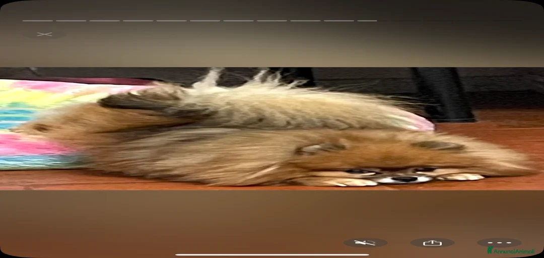 Immagine della galleria {{count}}